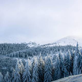 Pine tree winter forest wallpaper