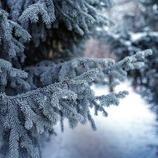 Pine tree winter forest wallpaper