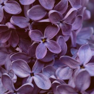 Lilac phone wallpaper
