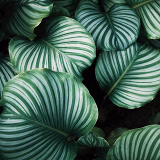 iPhone plants wallpaper