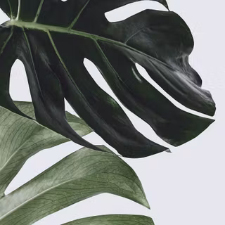 iPhone plants wallpaper