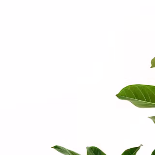 iPhone plants wallpaper