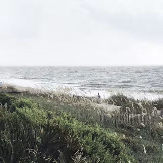 iPhone plants wallpaper