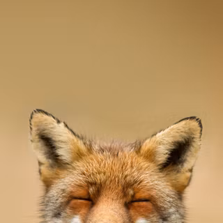 Phone animals wallpaper