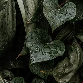 iPhone plants wallpaper