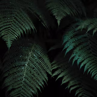 iPhone plants wallpaper