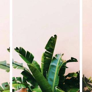 iPhone plants wallpaper