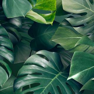iPhone plants wallpaper