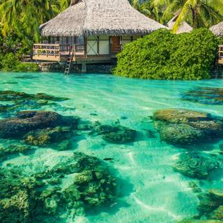 Paradise iPhone wallpaper