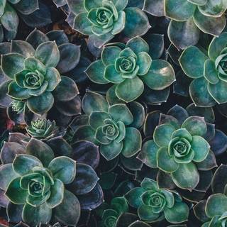 iPhone plants wallpaper