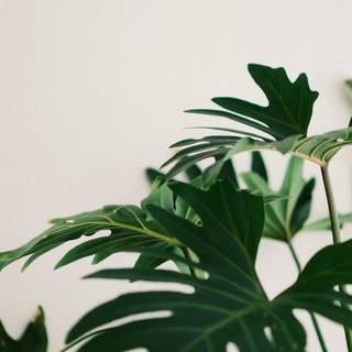 iPhone plants wallpaper