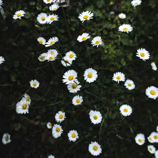 iPhone plants wallpaper