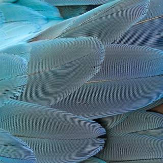 iPhone texture wallpaper