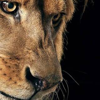 Phone animals wallpaper