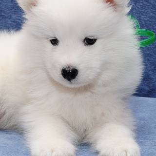 Phone animals wallpaper