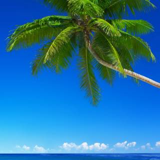 Paradise iPhone wallpaper