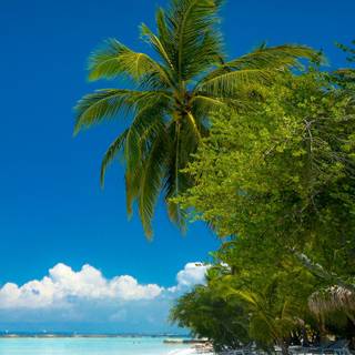 Paradise iPhone wallpaper