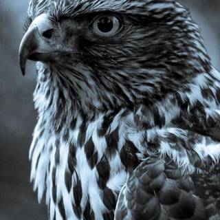 Phone animals wallpaper