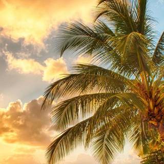 Paradise iPhone wallpaper