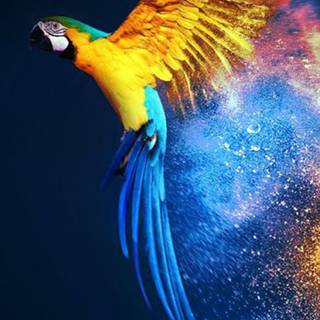 Phone animals wallpaper