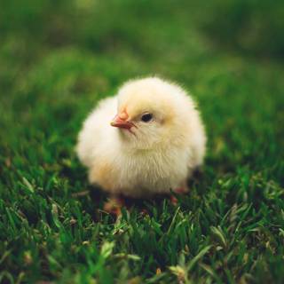 Phone animals wallpaper