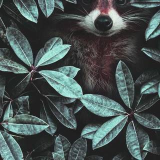 Phone animals wallpaper