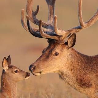 Phone animals wallpaper