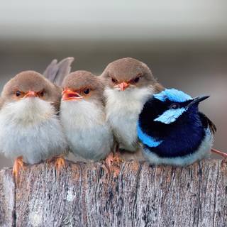 Bird desktop 4k wallpaper