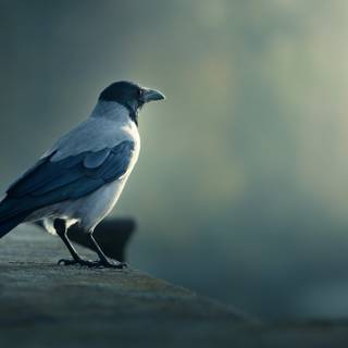 Bird desktop 4k wallpaper