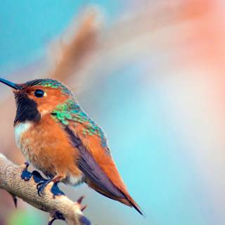 1920x1080 birds wallpaper