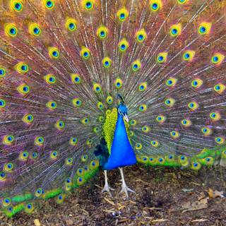 Bird desktop 4k wallpaper