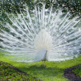 Bird desktop 4k wallpaper