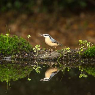 Bird desktop 4k wallpaper