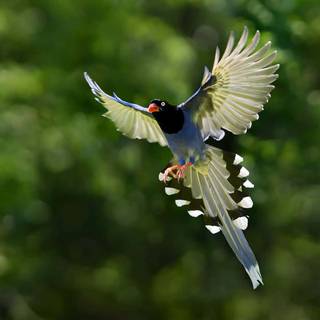 Flying bird wallpaper