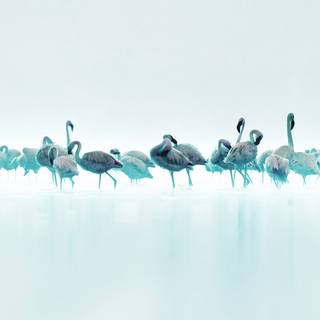 Bird desktop 4k wallpaper