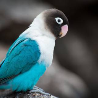 Bird desktop 4k wallpaper