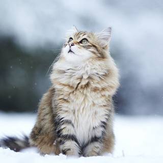 1920x1080 cute winter wallpaper