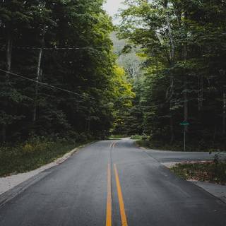 Yellow spring road wallpaper