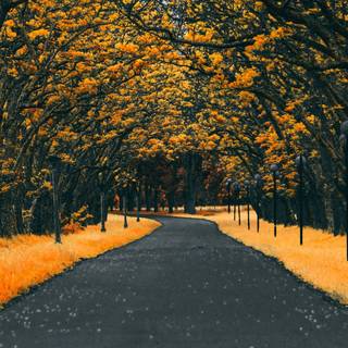 Yellow spring road wallpaper