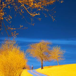 Yellow spring road wallpaper