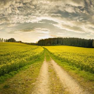 Yellow spring road wallpaper