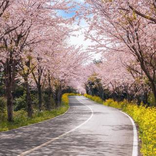 Yellow spring road wallpaper