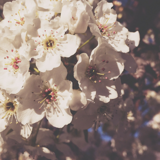 Spring aesthetic cute wallpaper
