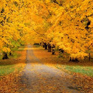 Yellow spring road wallpaper