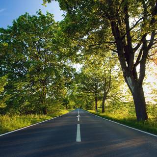 Yellow spring road wallpaper