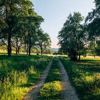 Yellow spring road wallpaper