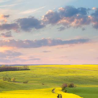 Yellow spring road wallpaper