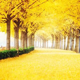 Yellow spring road wallpaper