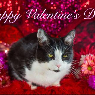 Valentine's Day cat wallpaper