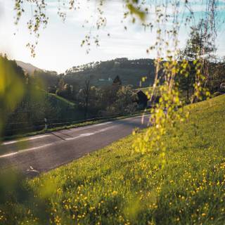 Yellow spring road wallpaper